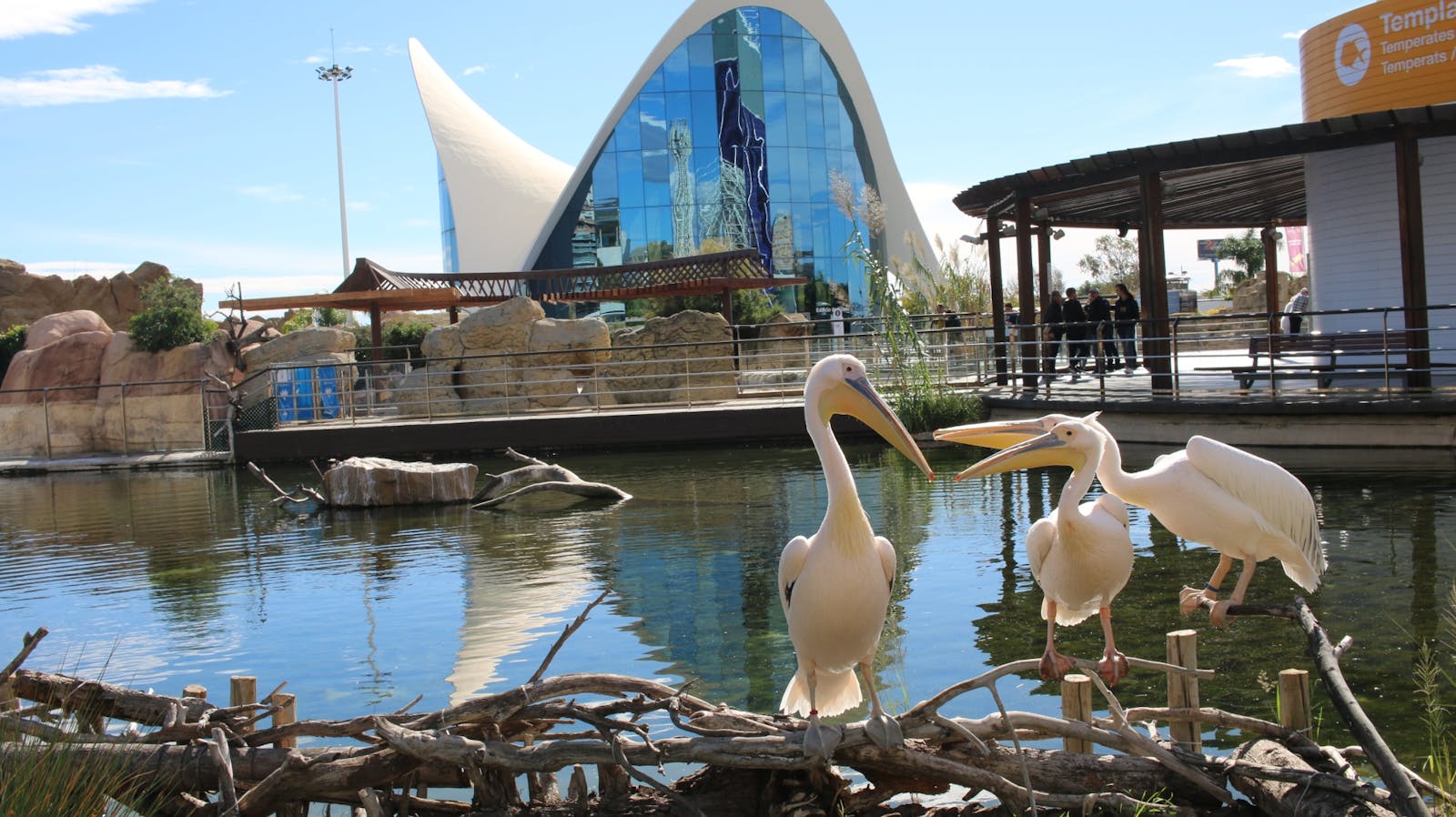 Valkoiset pelikaanit Oceanogràfic Valencian edessä