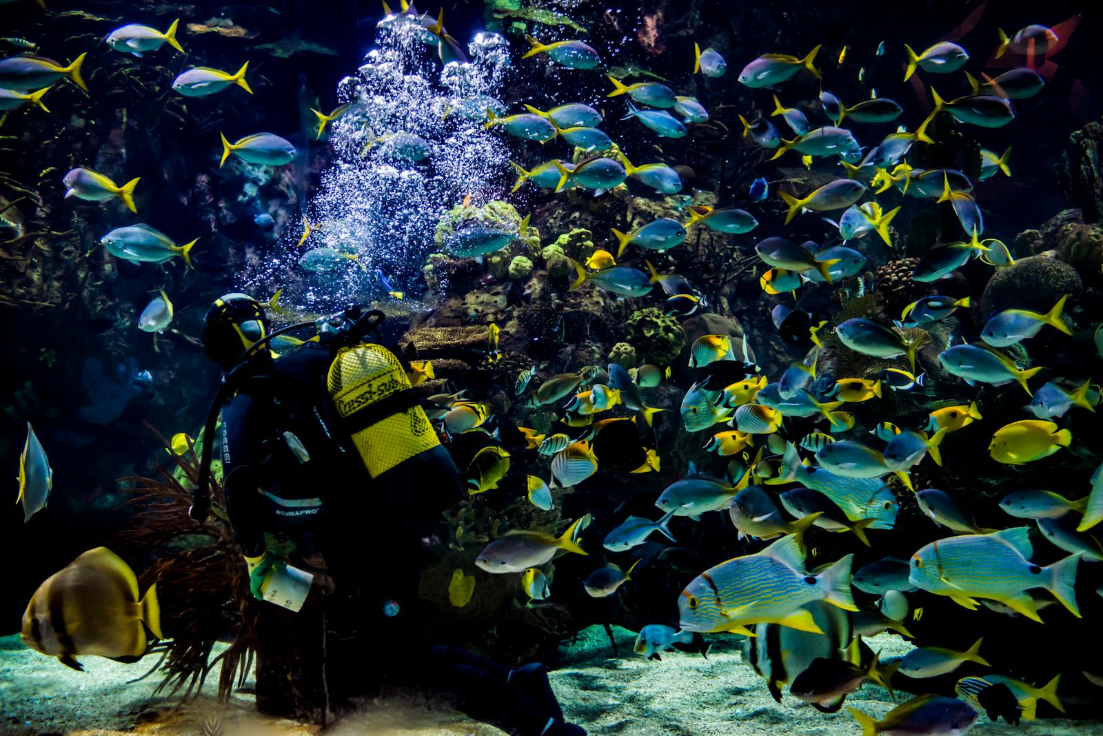 Búvár halakat figyel meg az Oceanogràfic Valenciában