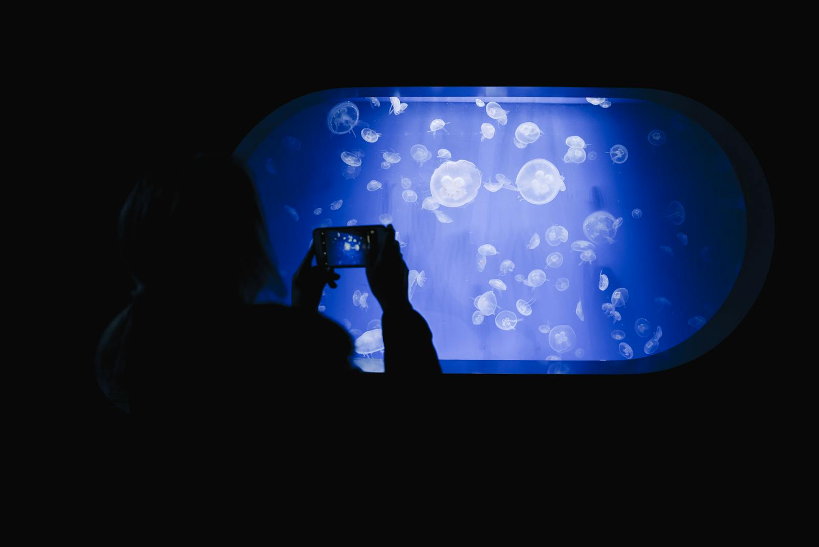 バルセロナ海洋館（Oceanogràfic Valencia）でクラゲを撮影する訪問者
