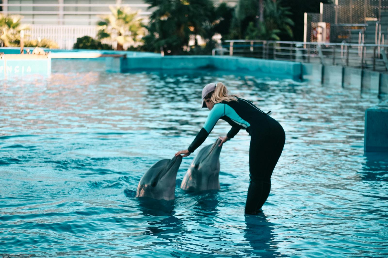 Trenerka interakcja z delfinami w Oceanogràfic Valencia