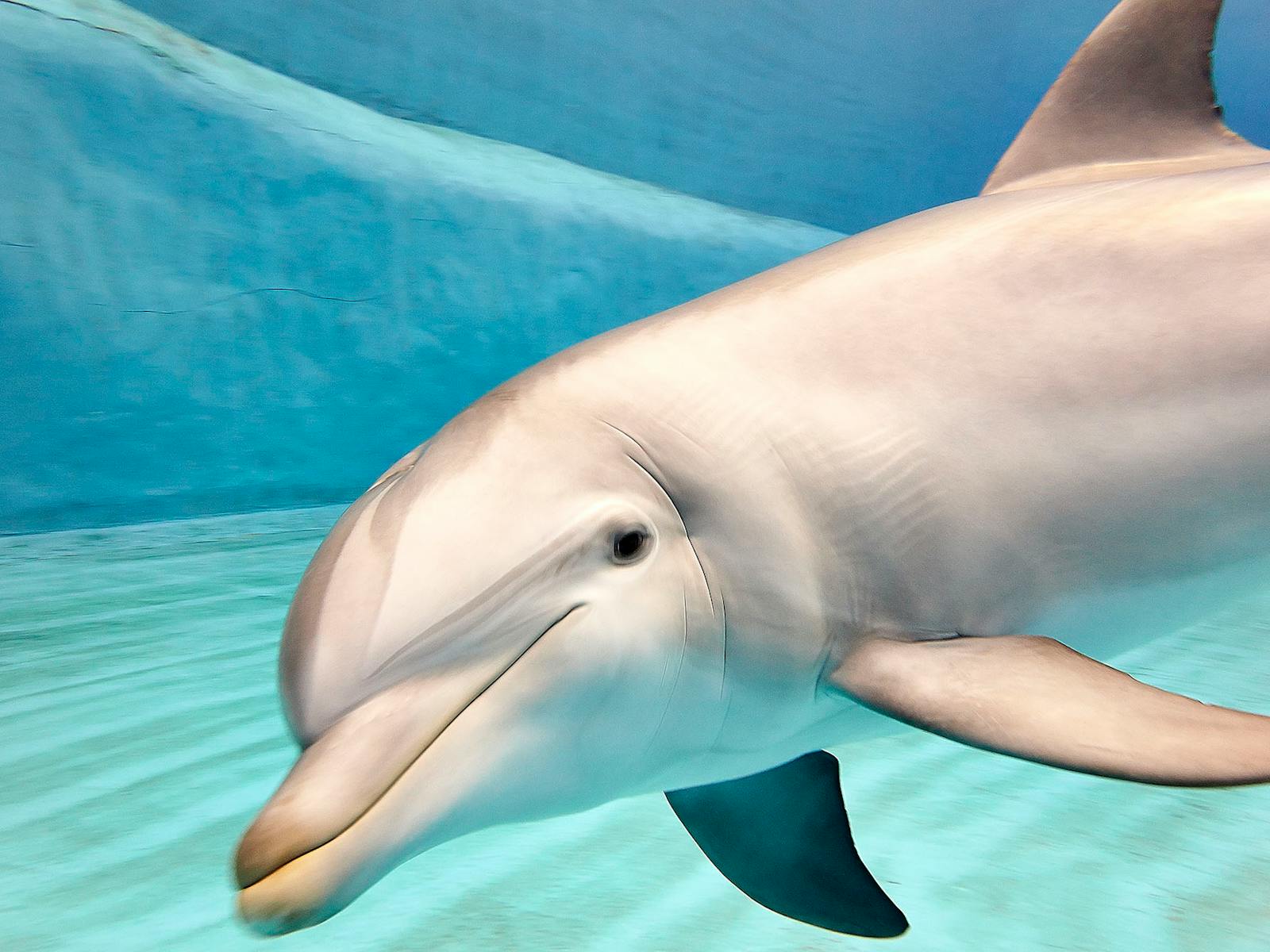 Dolphins płynące gracznie w wodach Oceanogràfic Valencia