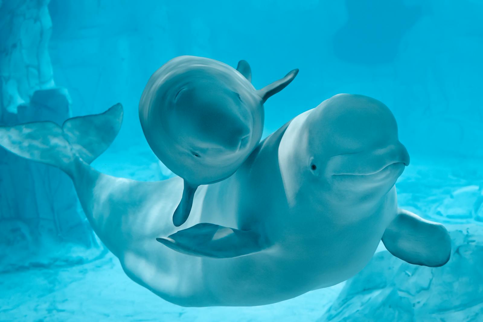 Dwa belugi płyną gracznie w Oceanogràfic Valencia