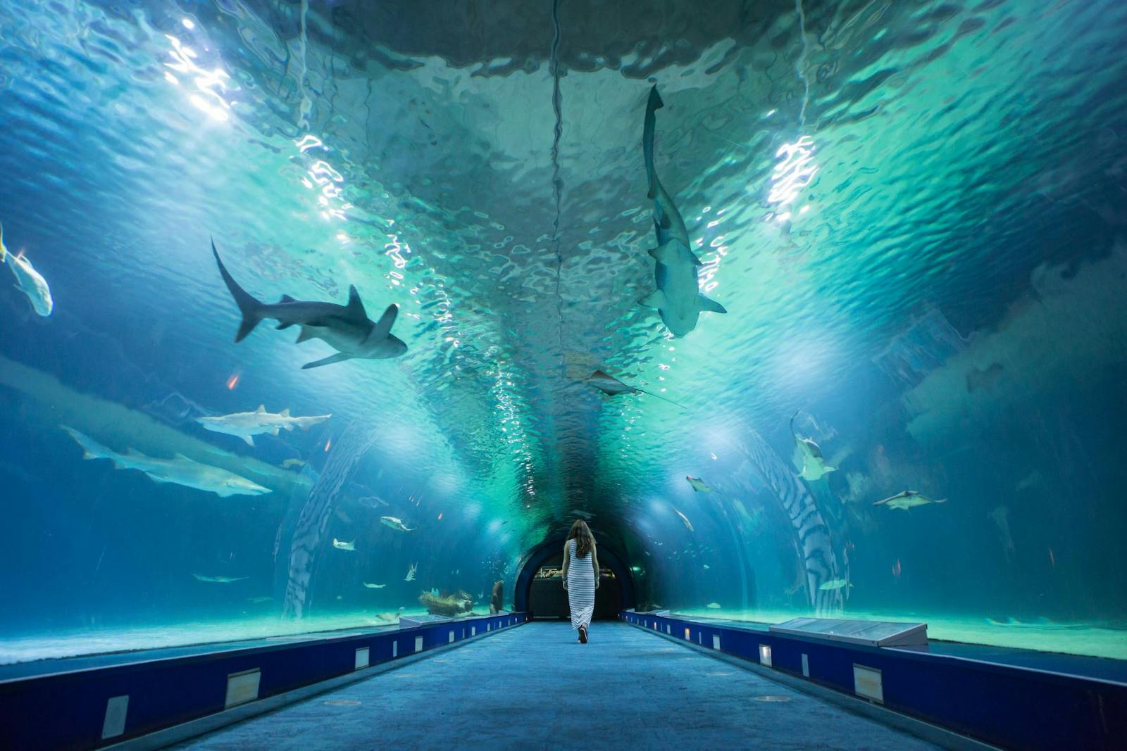 Immersyjna wizyta w podwodnym tunelu Oceanogràfic Valencia