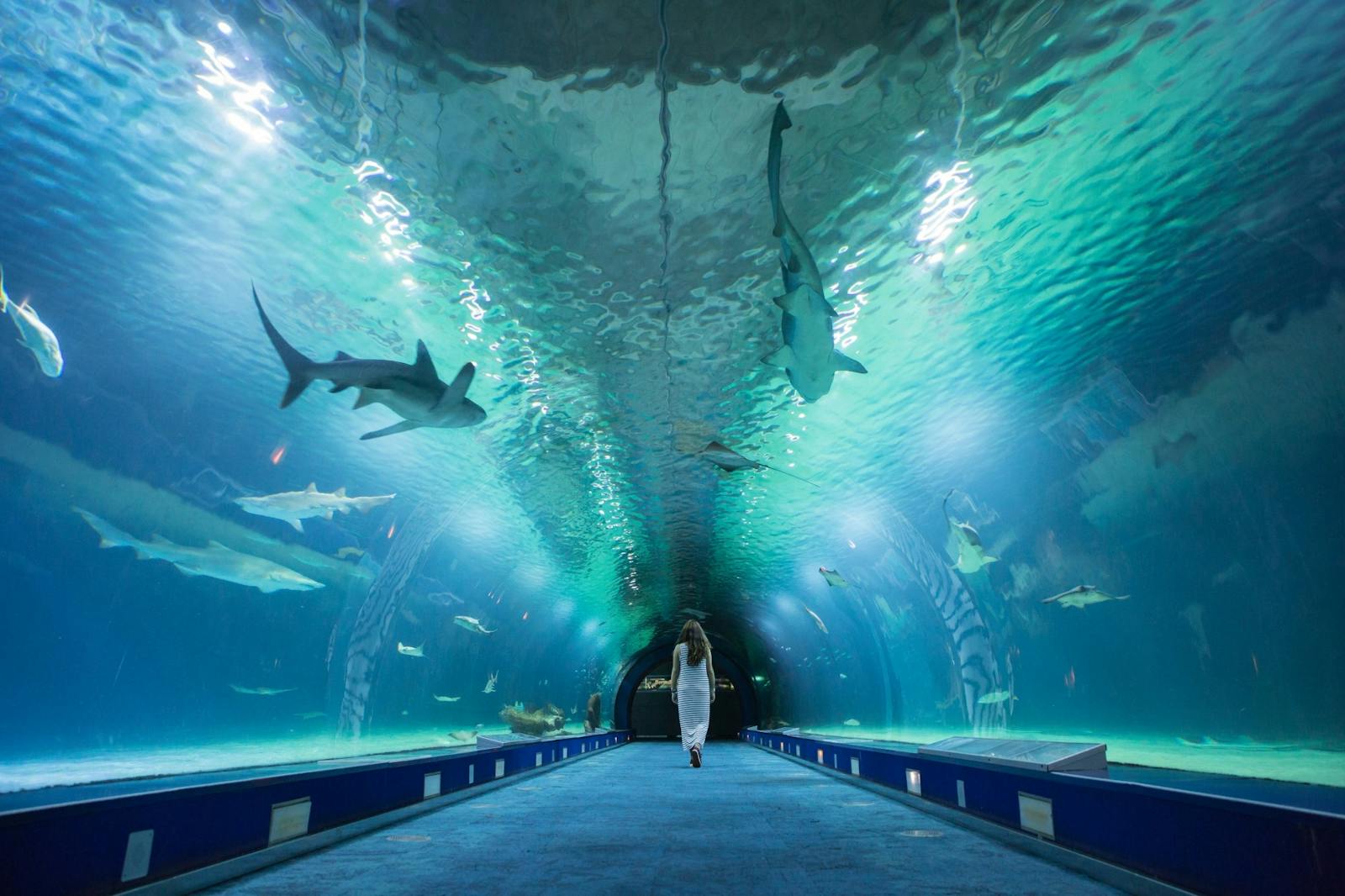 Immersyjny widok tunelu w Oceanogràfic Valencia