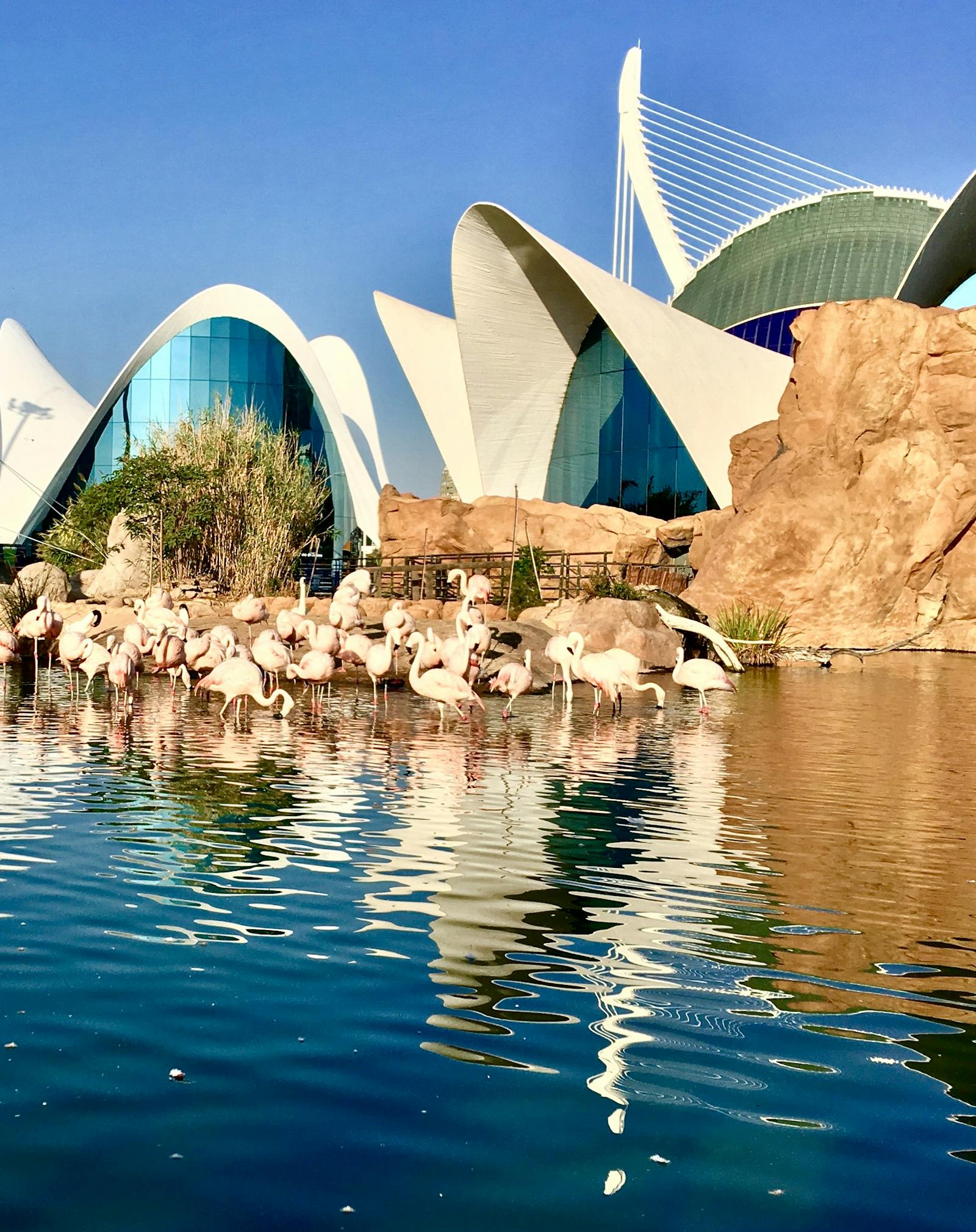 Różowe flamingi przed Oceanogràfic Valencia przy brzegu wody