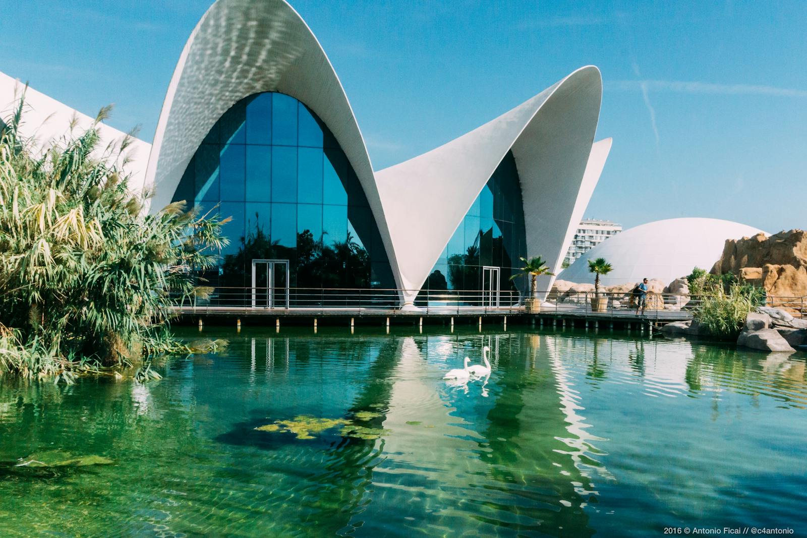 Widok na Oceanogràfic Valencia z łabędziami i architekturą