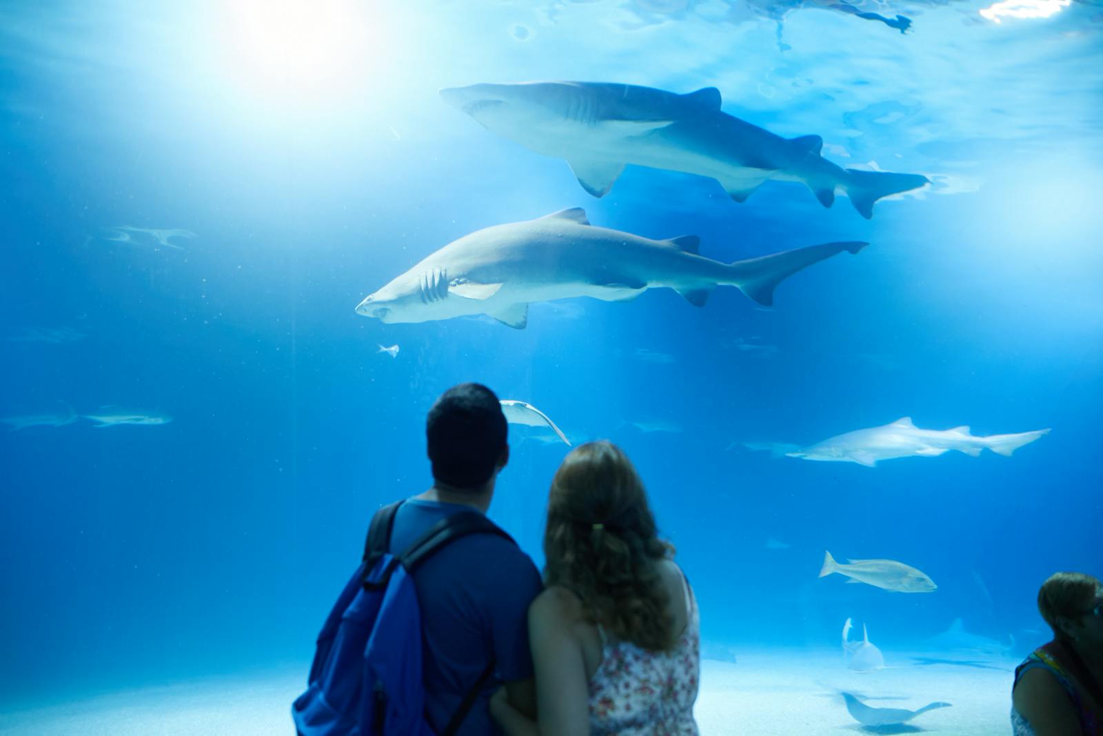 Vizitatori admirând rechini giganți la Oceanogràfic Valencia